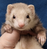 Glinda